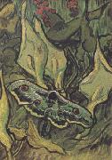 Vincent Van Gogh Death's-Head Moth (nn04) Norge oil painting reproduction